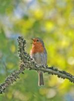 ������� (Erithacus rubecula)